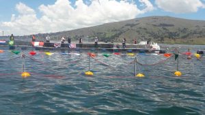 Pesca de trucha dorada en el lago Titicaca